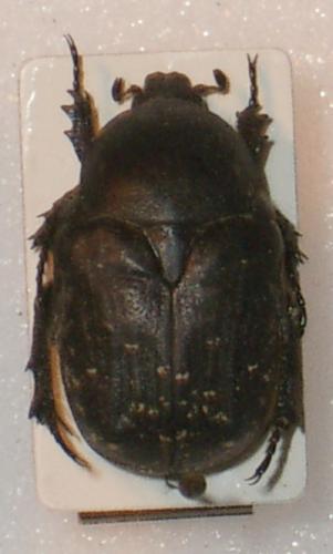 Protaetia afflicta