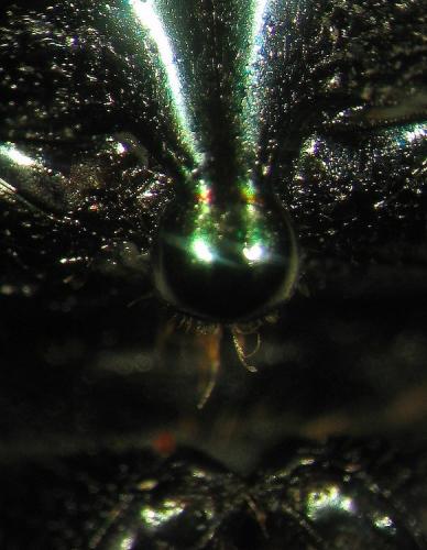 Cetonia funeraria