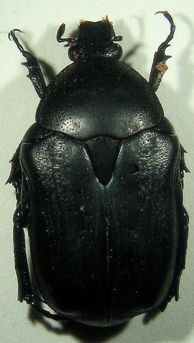 Cetonia funeraria