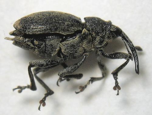 Ceutorhynchus sp.