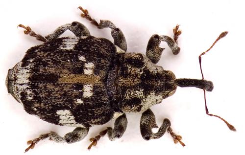 Hadroplontus trimaculatus