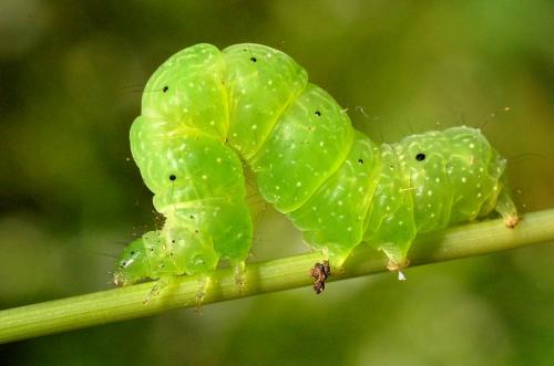 Ctenoplusia accentifera