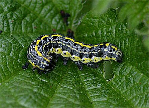 Orthosia miniosa