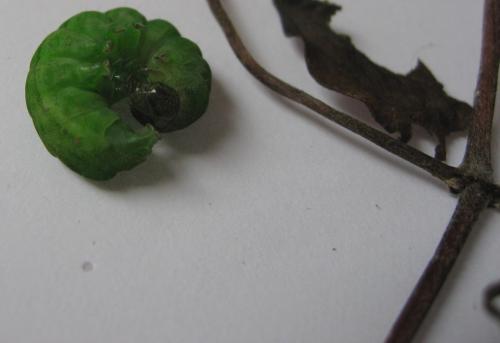 Phlogophora meticulosa