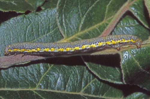 Lycia florentina
