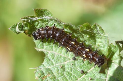 Vanessa itea