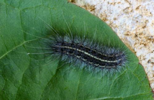 Réf. 16 387 : Ocnogyna parasita