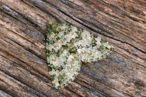 Chloroclysta miata