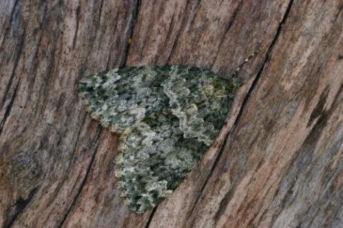 Réf. 16 632 : Chloroclysta miata