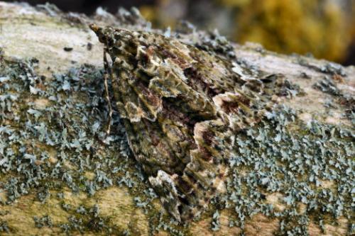 Réf. 16 630 : Chloroclysta siterata