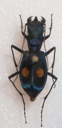Réf. 16 773 : Pseudoxycheila sp.