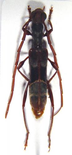 Réf. 16 801 : Oxilus gazella