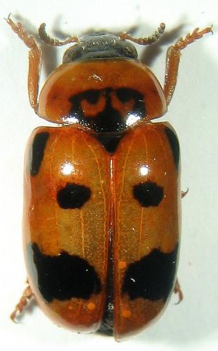 Réf. 16 055 : Clytra atraphaxidis