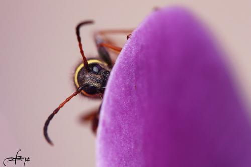 Clytus arietis