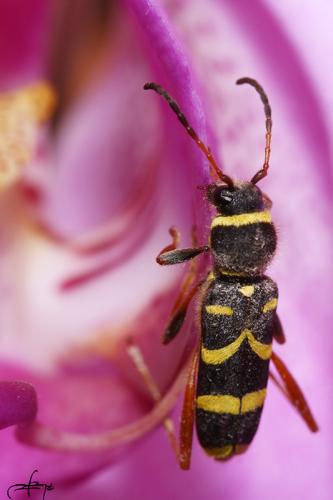 Clytus arietis