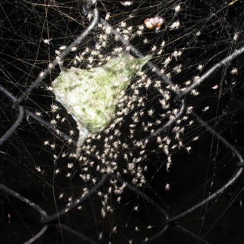 Réf. 16 265 : Argiope levii