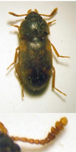 Mycetophagus quadriguttatus