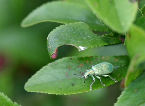 Polydrusus planifrons