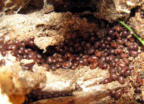 Réf. 16 376 : Pentaphyllus chrysomeloides
