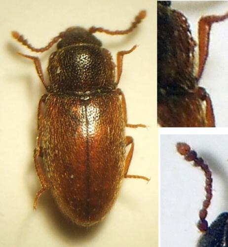Cryptophagus sp.