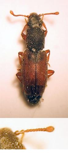 Réf. 16 394 : Monotoma sp.