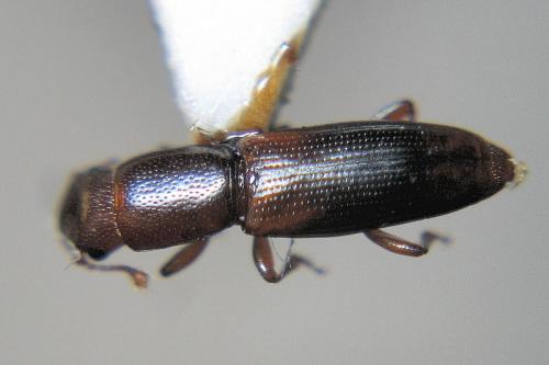 Rhizophagus dispar