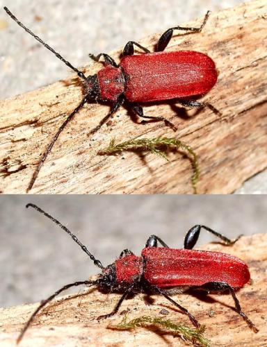Pyrrhidium sanguineum