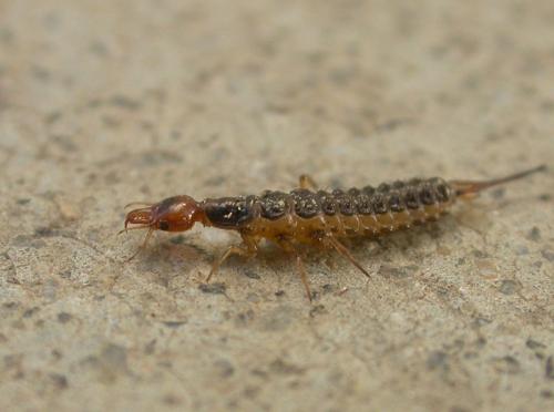 Réf. 16 171 : Leistus sp.