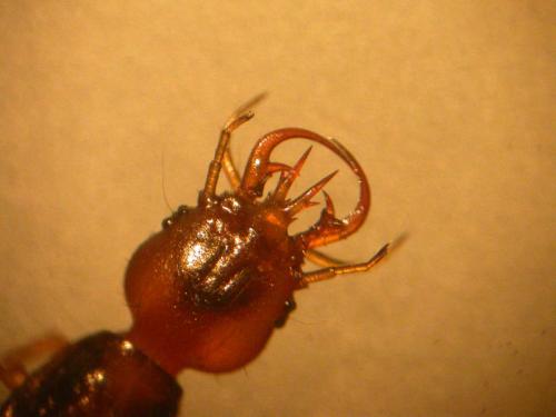Réf. 16 173 : Leistus sp.