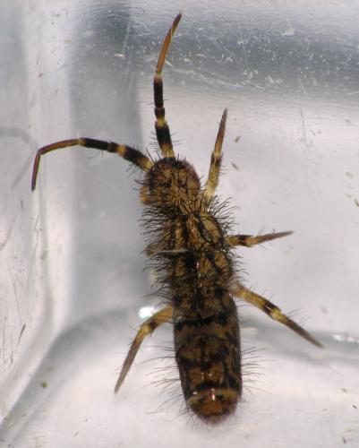 Réf. 16 980 : Orchesella villosa