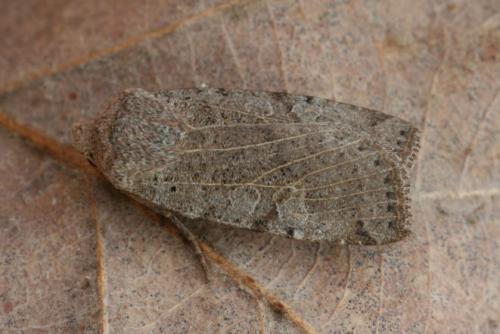Réf. 16 127 : Conistra rubiginosa
