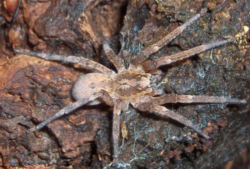 Réf. 16 703 : Zoropsis spinimana