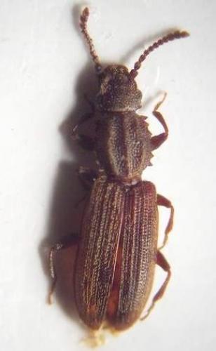 Oryzaephilus surinamensis