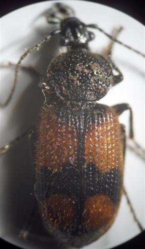 Réf. 16 434 : Panagaeus cruxmajor