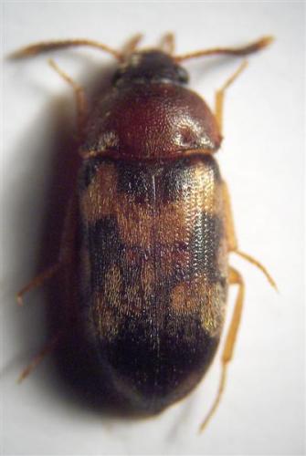 Mycetophagus piceus