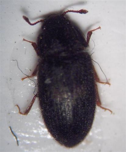 Biphyllus lunatus