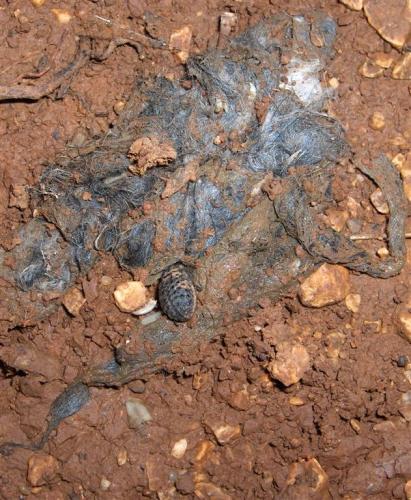 Trox perlatus