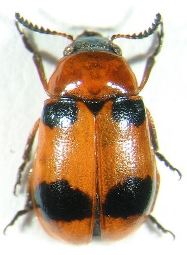 Coptocephala sp.