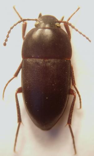 Réf. 16 669 : Crypticus quisquilius