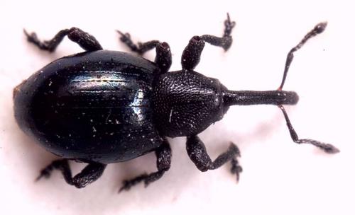 Smicronyx cyaneus