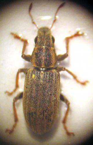 Sitona lineatus