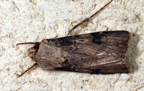 Réf. 16 033 : Agrotis puta