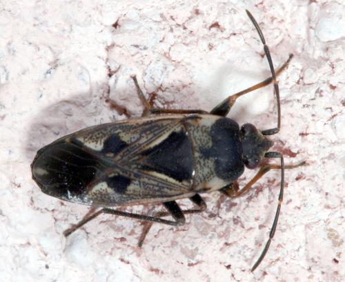 Réf. 16 901 : Rhyparochromus vulgaris