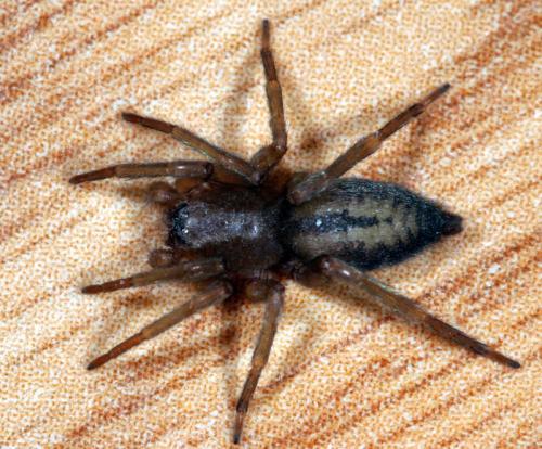 Clubiona sp.