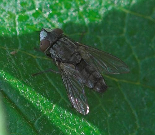 Réf. 16 921 : Metopia argyrocephala
