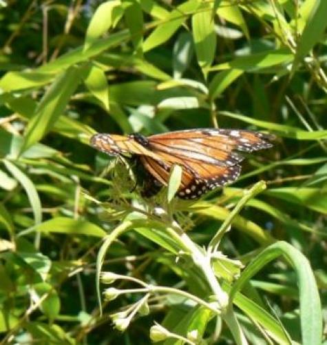 Danaus plexippus