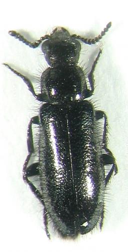 Dasytes tardus