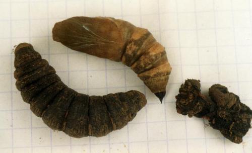 Deilephila elpenor