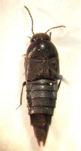 Deinopsis erosa