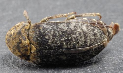 Réf. 16 763 : Dermestes undulatus